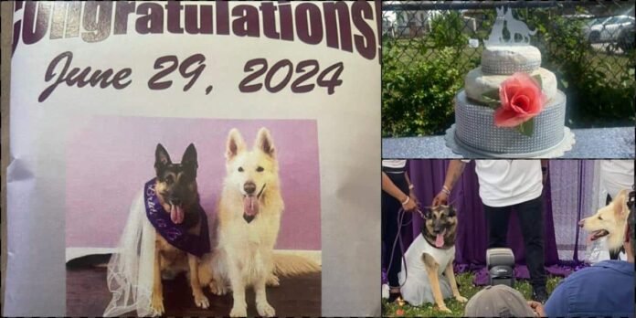 Mixed feeling trail white wedding of two dogs