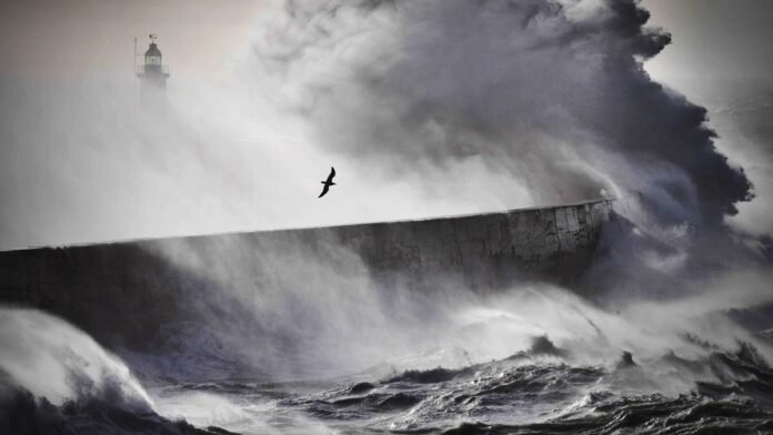 Seabirds are cyclone chasers. Rare behaviour stuns scientists